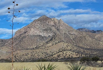 Agave plant in front of desert mountain